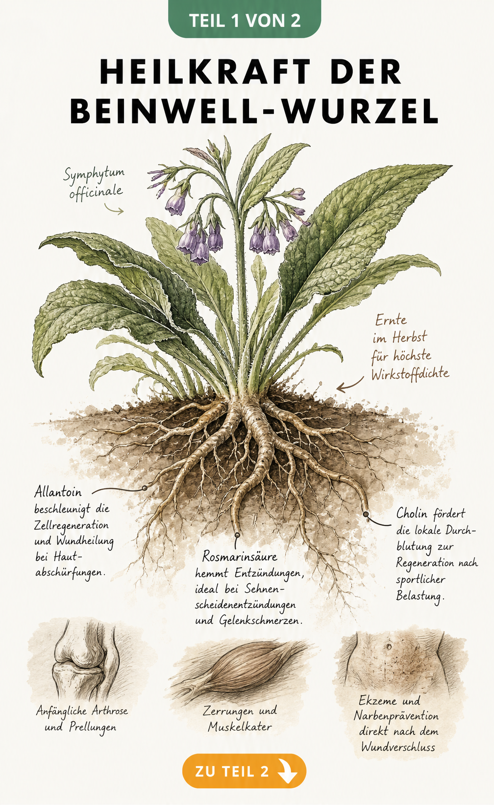 Botanische Illustration der Beinwell-Pflanze mit Fokus auf das Wurzelsystem und die Wirkstoffe Allantoin, Rosmarinsäure und Cholin