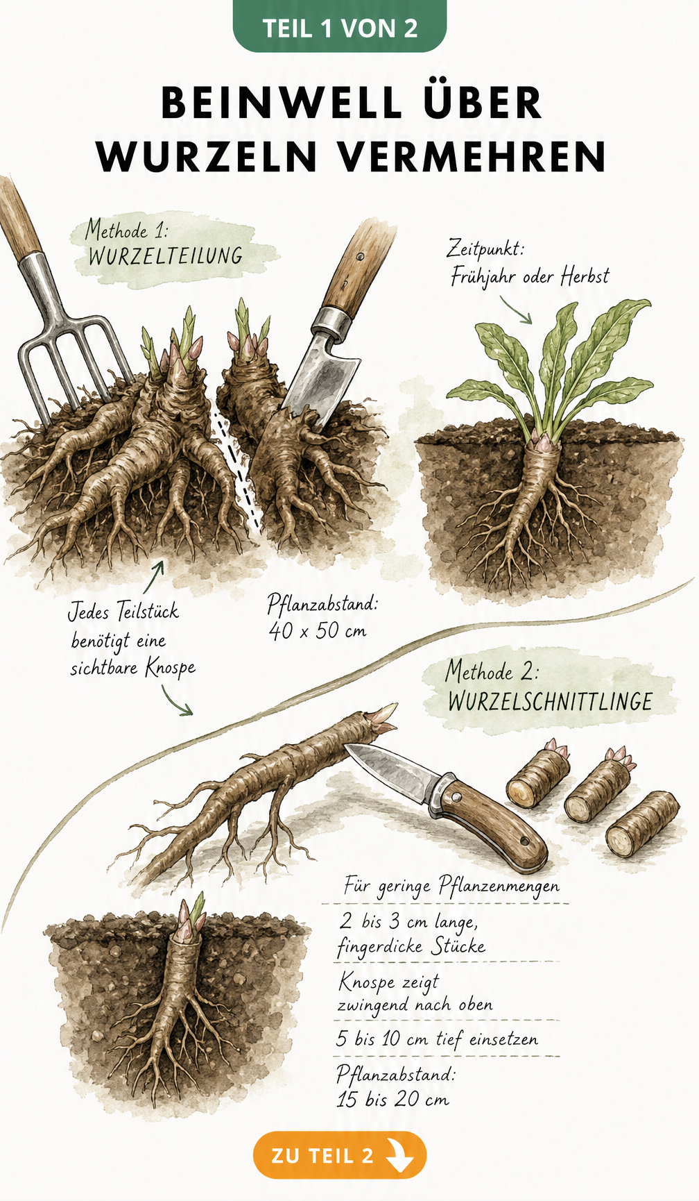 Illustration zur Vermehrung von Beinwell durch Wurzelteilung und Wurzelschnittlinge mit Spaten und Messer
