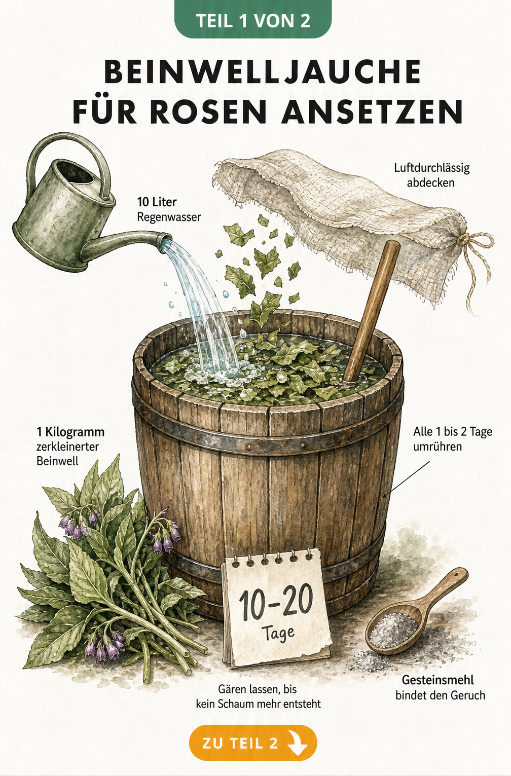 Botanische Illustration eines Fasses mit Beinwellblättern, Wasser und Gesteinsmehl zur Herstellung von Beinwelljauche