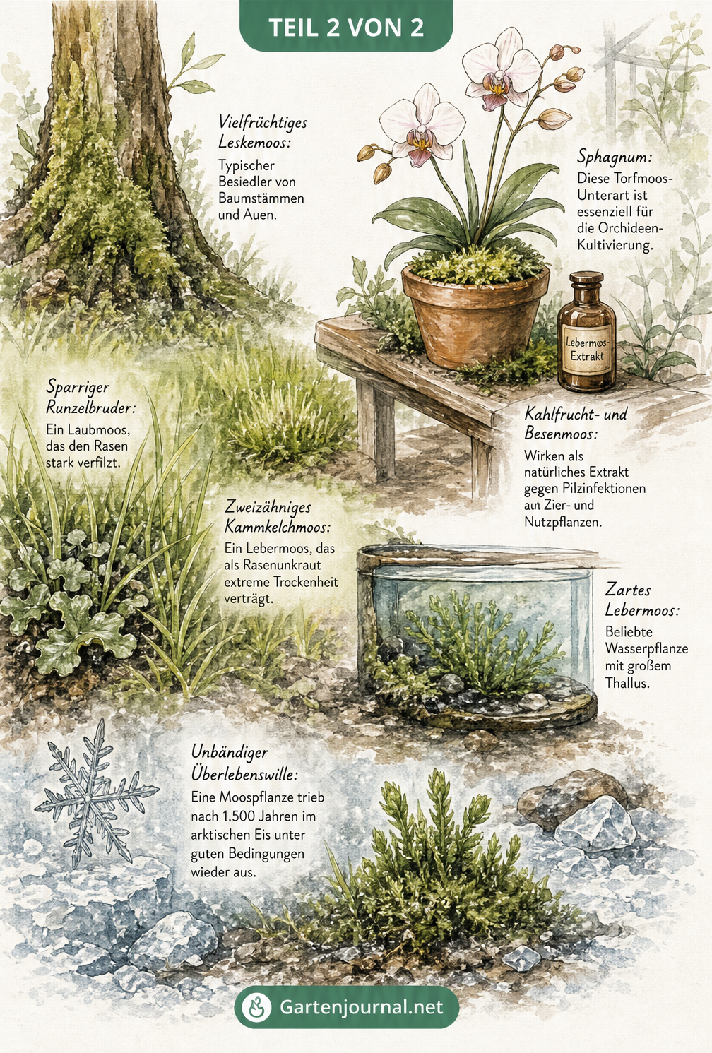 Aquarell-Illustration verschiedener Moosarten im Garten, darunter Leskemoos am Baumstamm und Sphagnum bei Orchideen