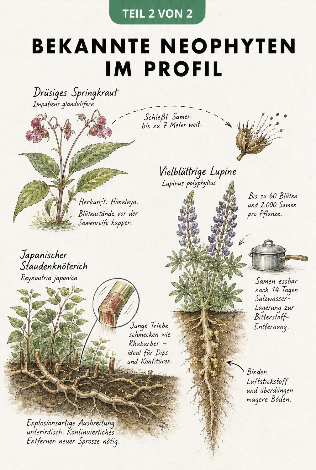 Botanische Illustrationen von Drüsigem Springkraut, Lupine und Japanischem Staudenknöterich mit ihren Ausbreitungsstrategien.