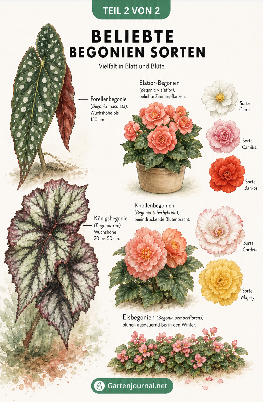 Illustration beliebter Begonien-Sorten wie Forellenbegonie, Königsbegonie, Elatior-Begonie und Eisbegonie mit Blüten und Blättern