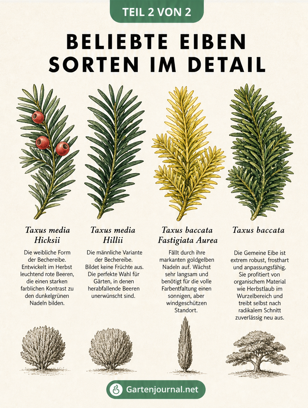 Botanische Illustration von vier Eibenzweigen mit Details zu Taxus media Hicksii, Hillii, Fastigiata Aurea und Taxus baccata