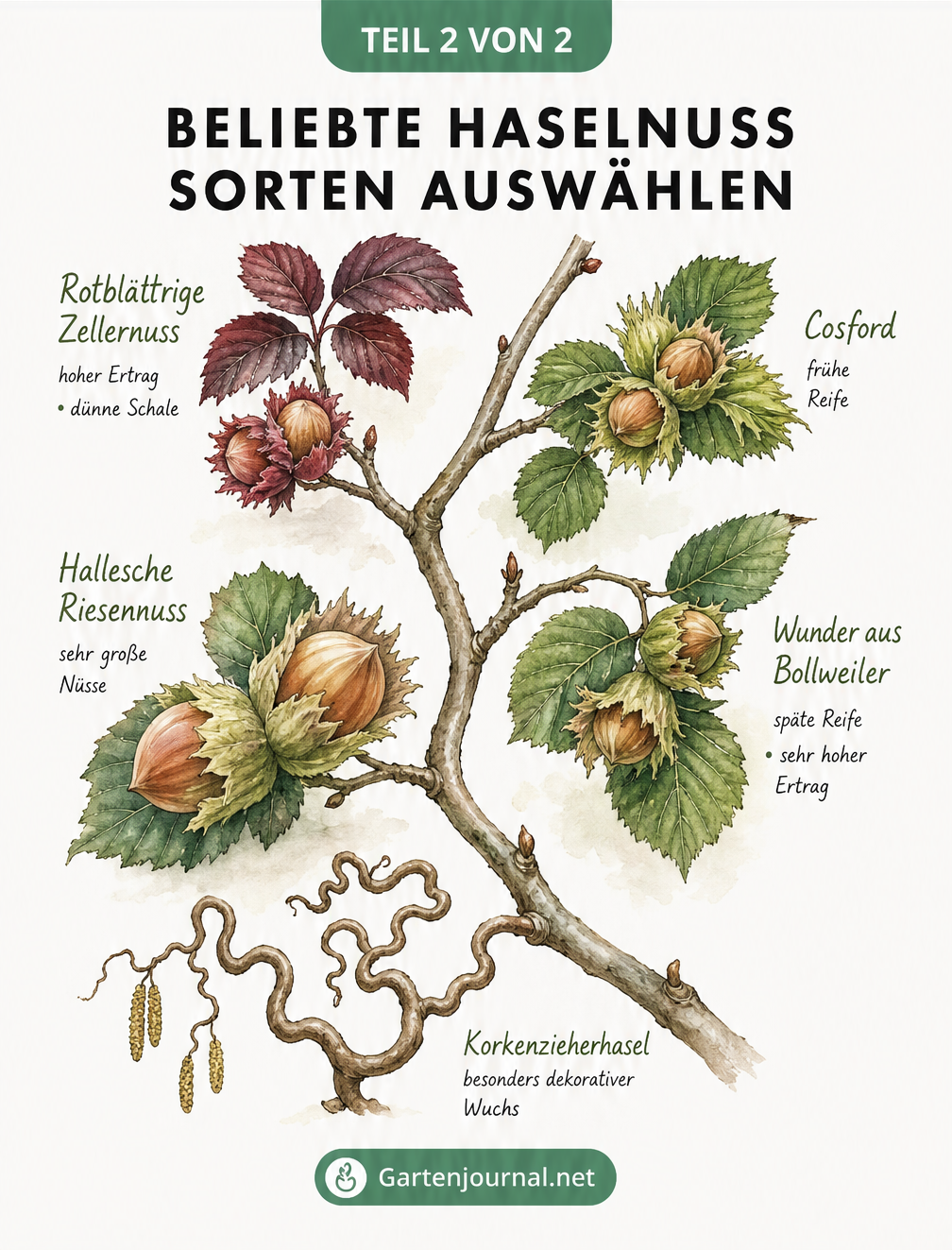 Übersicht beliebter Haselnuss-Sorten wie Rotblättrige Zellernuss, Hallesche Riesennuss und Korkenzieherhasel