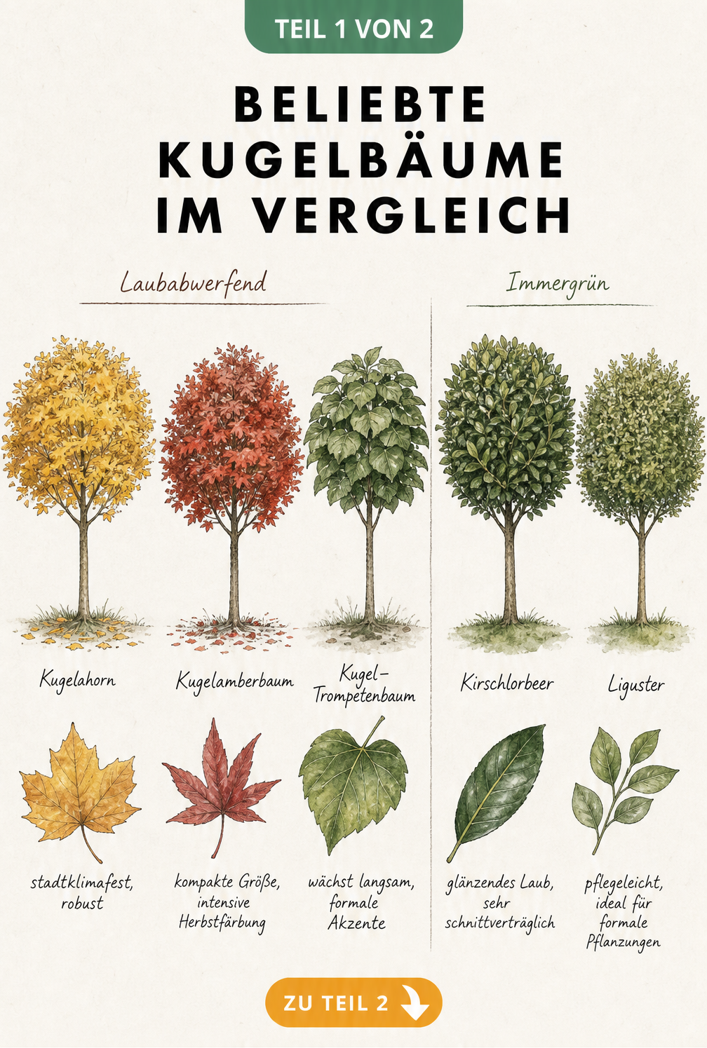 Illustration von vier beliebten Kugelbäumen: Kugelahorn, Kugelamberbaum, Kugel-Trompetenbaum, Kirschlorbeer und Liguster mit Blattdetails.