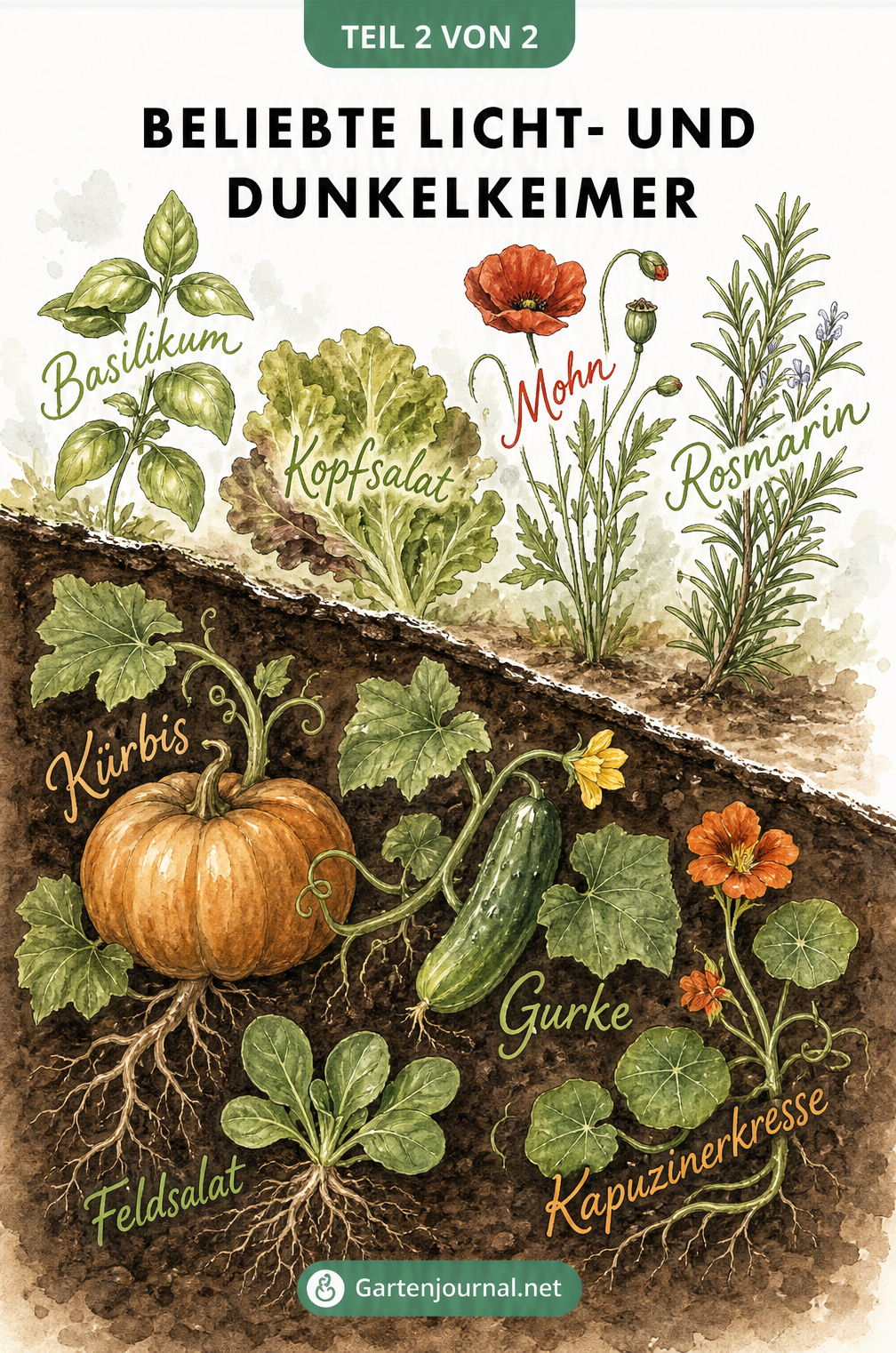 Illustration beliebter Licht- und Dunkelkeimer: Basilikum, Kopfsalat und Mohn im hellen Bereich, Kürbis, Gurke und Feldsalat im dunklen Erdreich.