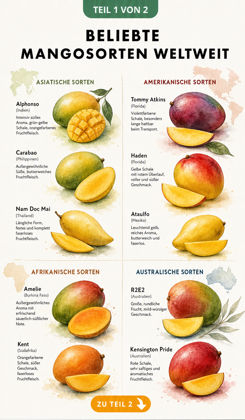 Botanische Illustration beliebter Mangosorten aus Asien, Amerika, Afrika und Australien