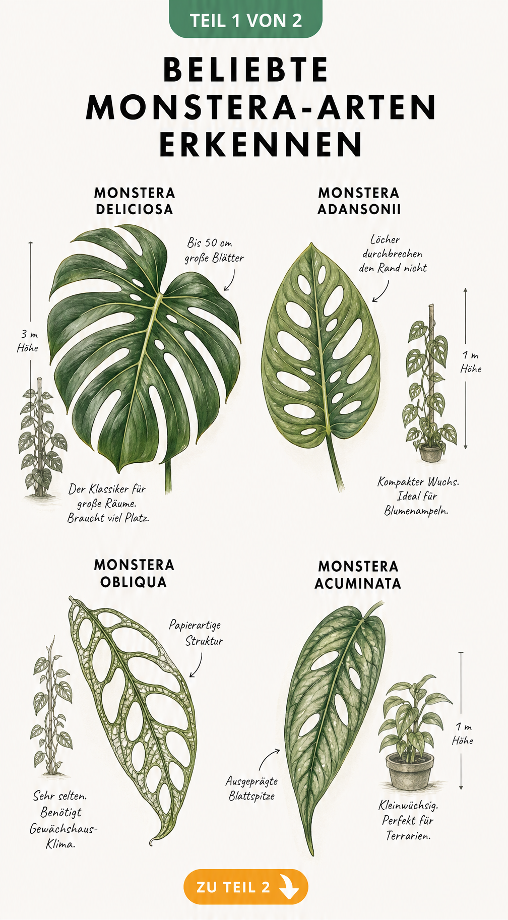 Illustration von vier beliebten Monstera-Arten: deliciosa, adansonii, obliqua und acuminata mit ihren typischen Blattformen und Wuchseigenschaften