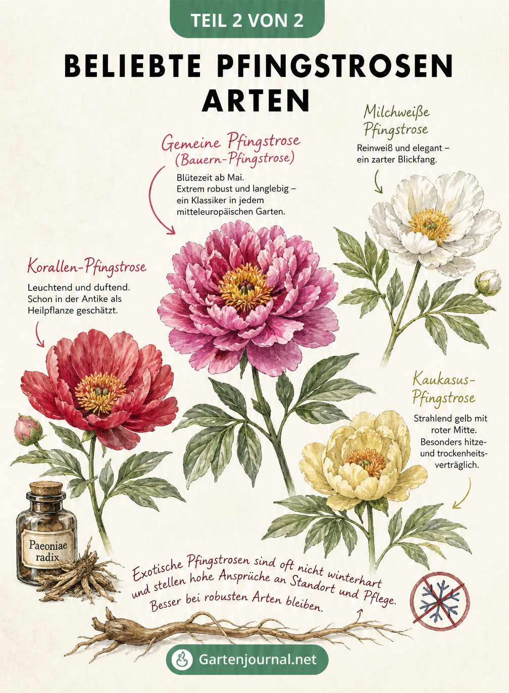 Illustration beliebter Pfingstrosen-Arten wie Gemeine Pfingstrose und Korallen-Pfingstrose