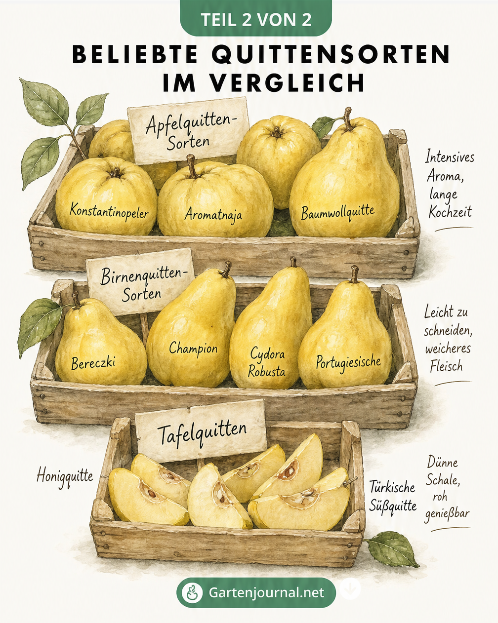 Illustration von drei Holzkisten mit verschiedenen Quittensorten: Apfelquitten, Birnenquitten und Tafelquitten mit Sortennamen und Eigenschaften