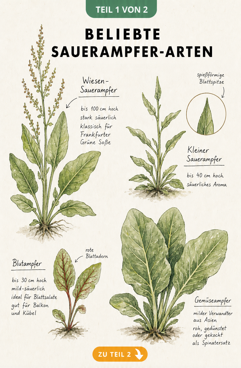 Botanische Illustration von vier beliebten Sauerampfer-Arten: Wiesen-Sauerampfer, Blutampfer, Kleiner Sauerampfer und Gemüseampfer mit Details zu Blattformen...