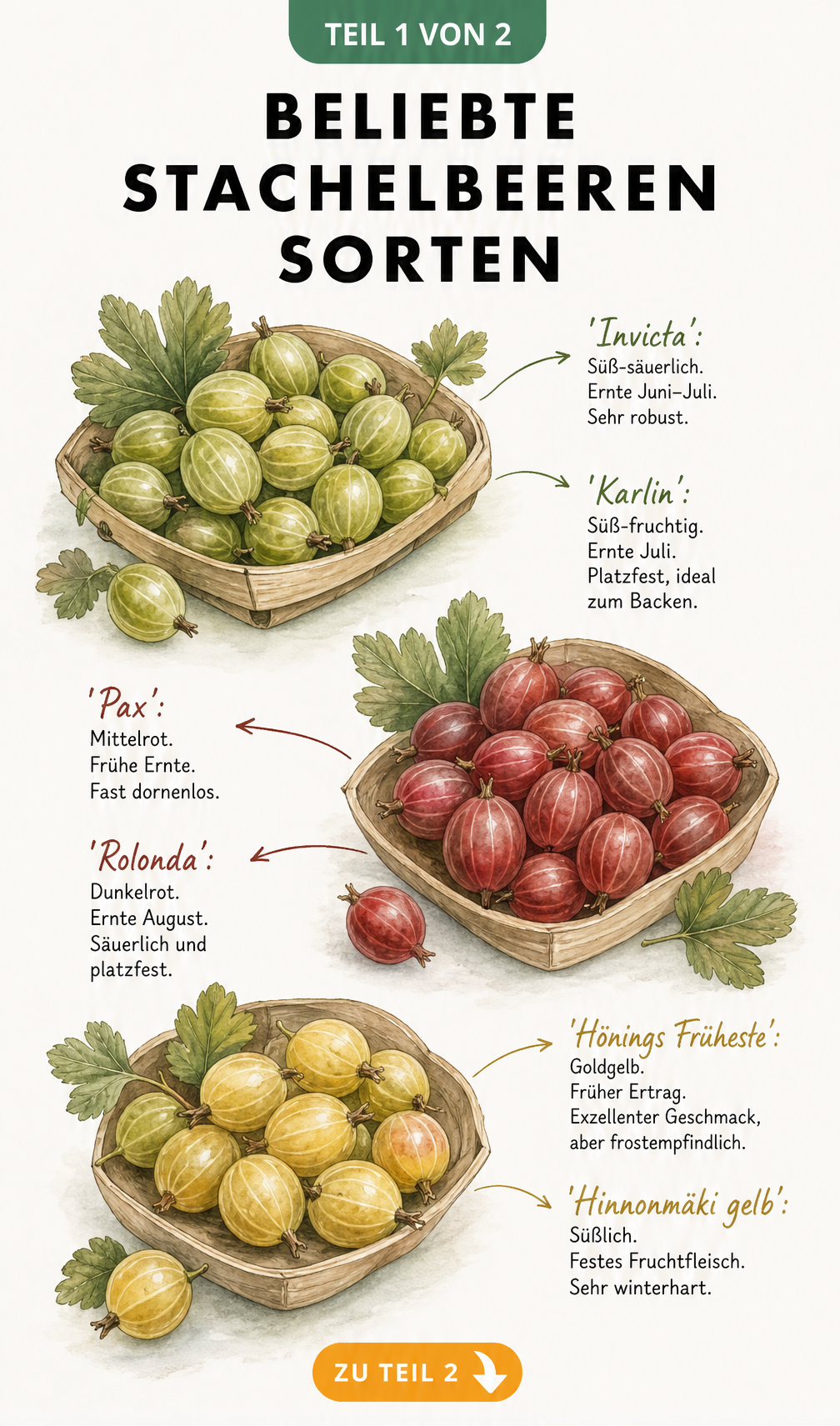 Aquarell-Illustration von grünen, roten und gelben Stachelbeeren in Holzkörbchen mit Sorten-Notizen