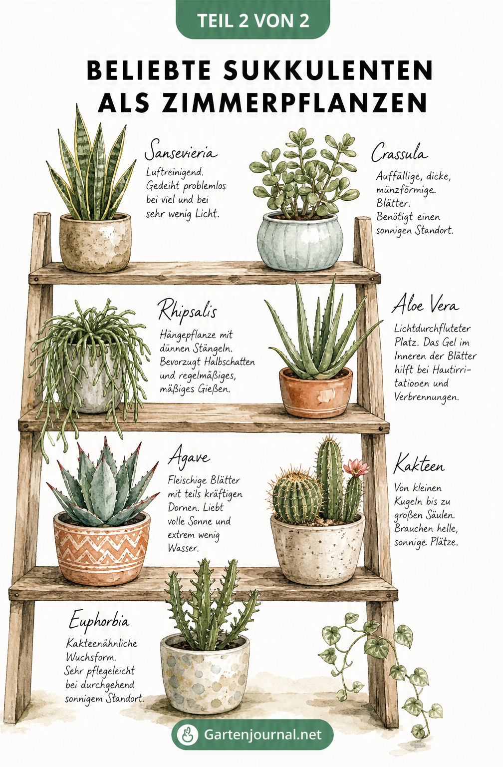 Illustration eines Holzregals mit sieben verschiedenen Sukkulenten wie Sansevieria, Aloe Vera und Kakteen