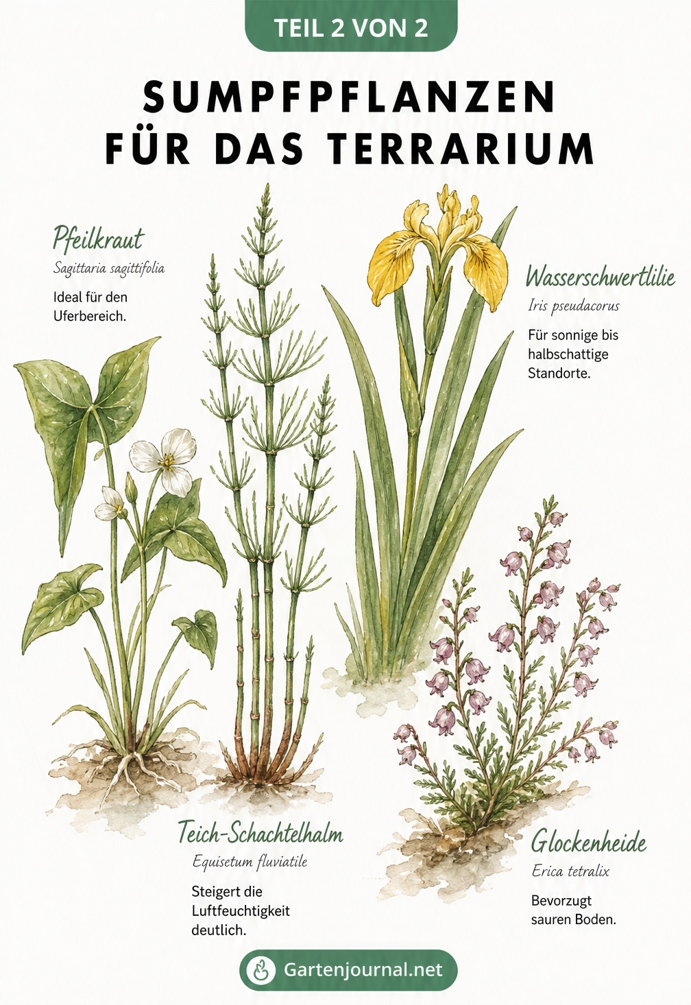 Botanische Illustration von vier Sumpfpflanzen für das Terrarium: Pfeilkraut, Teich-Schachtelhalm, Glockenheide und Wasserschwertlilie