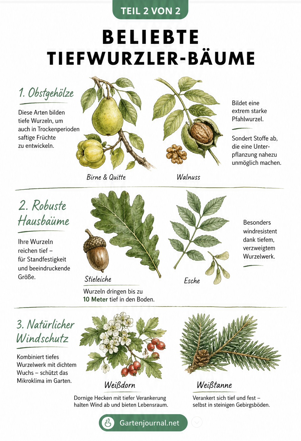 Botanische Illustration beliebter Tiefwurzler-Bäume wie Birne, Walnuss, Stieleiche und Weißdorn.