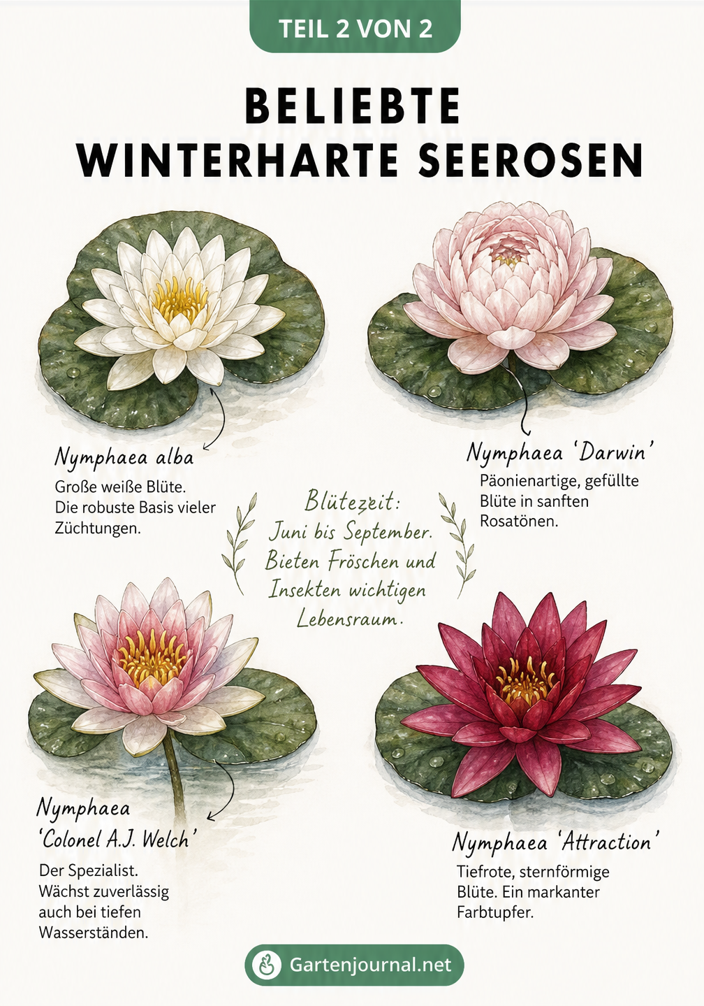Illustration von vier beliebten winterharten Seerosen-Sorten