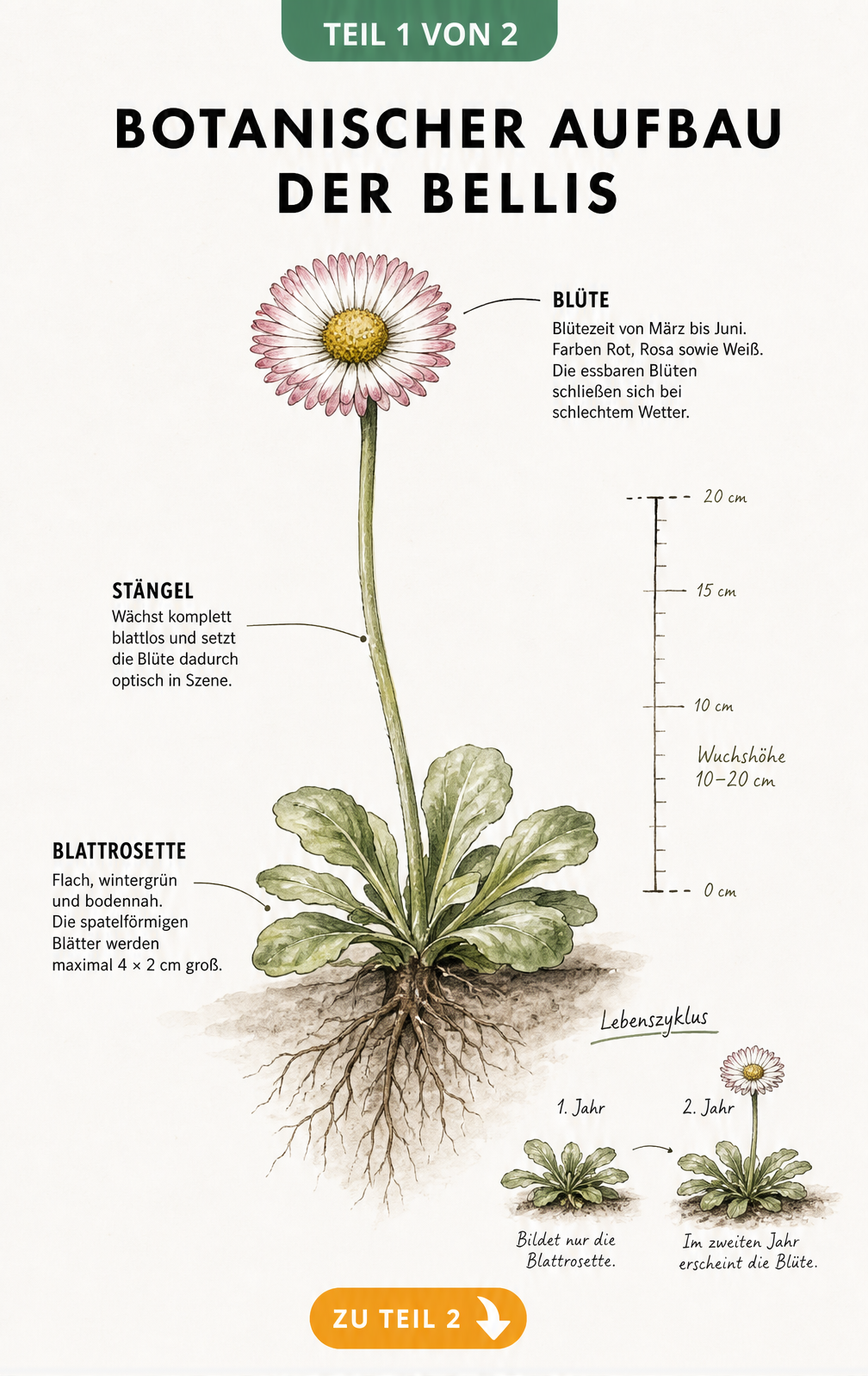 Botanische Illustration einer Bellis-Pflanze mit Wurzeln, Blattrosette und Blüte sowie Angaben zu Wuchshöhe und Blütezeit