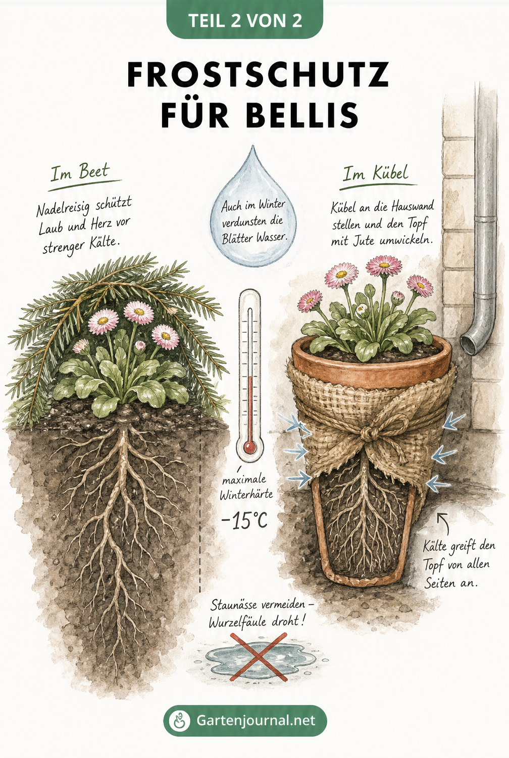 Schnittgrafik von Bellis im Gartenbeet mit Nadelreisig und im Kübel mit Jute-Schutz bei Frost