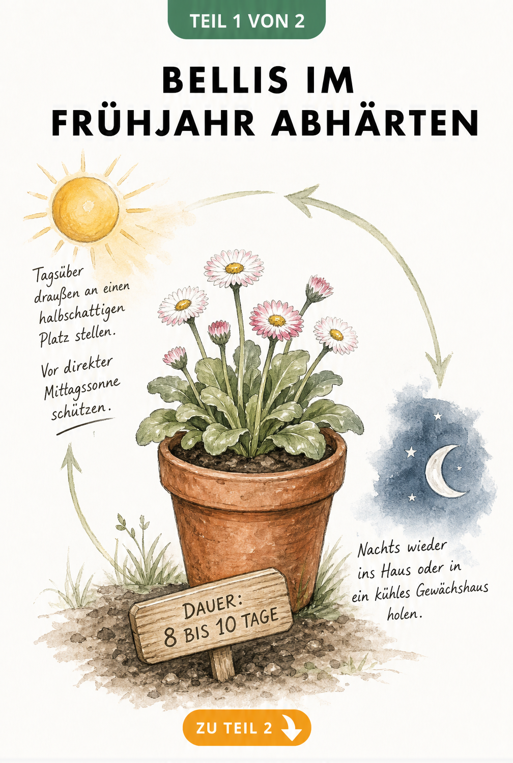 Botanische Illustration einer vorgezogenen Bellis im Terrakotta-Topf mit Tag-Nacht-Zyklus zur Akklimatisierung