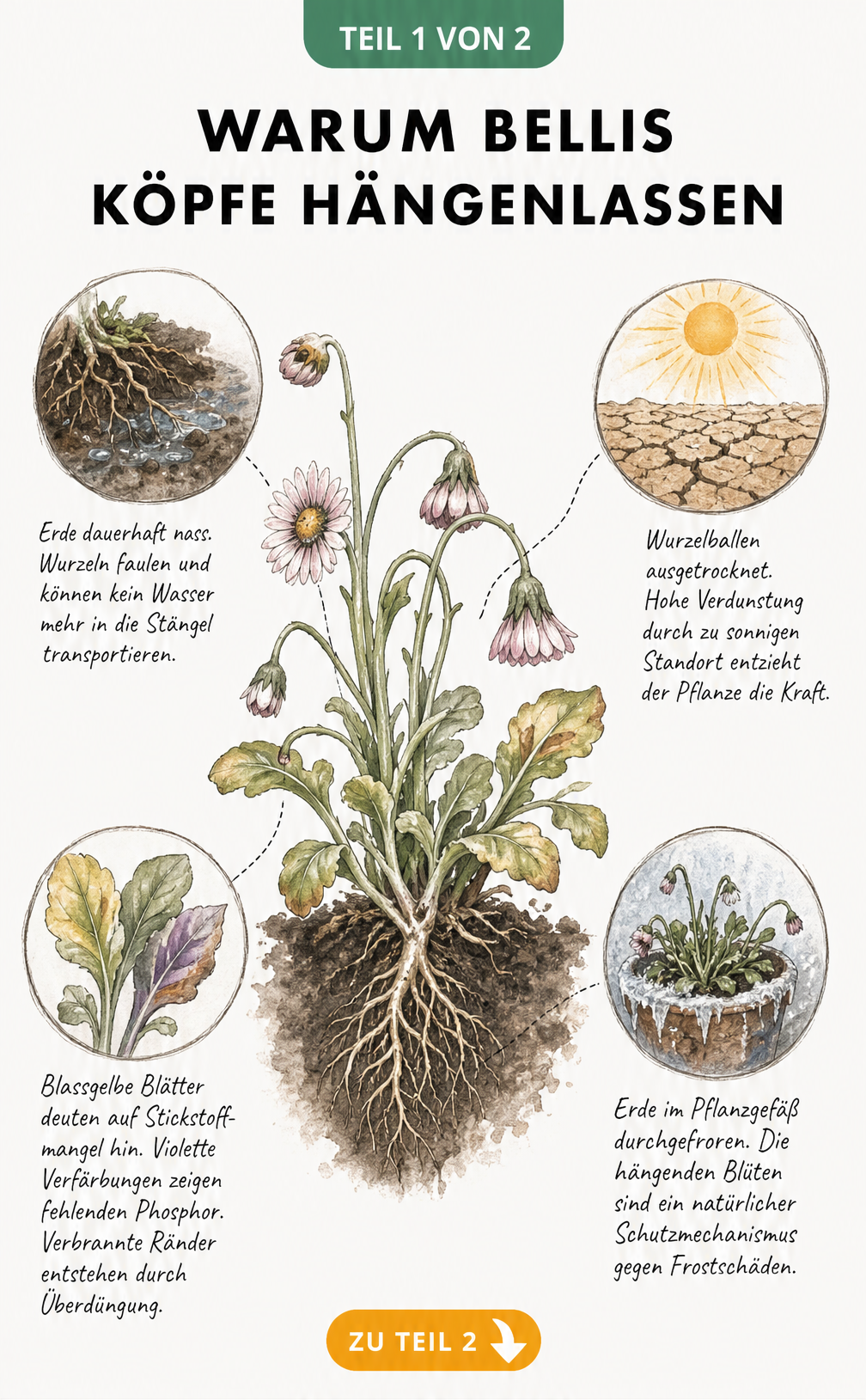 Botanische Illustration einer schlaffen Bellis-Pflanze mit Lupen, die Ursachen wie nasse Erde, trockenen Wurzelballen, verfärbte Blätter und Frost im Topf...