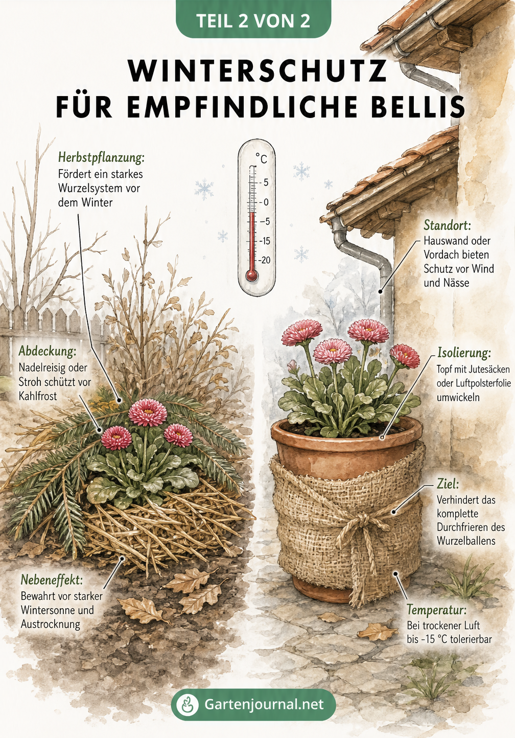 Aquarell-Zeichnung von Gänseblümchen im Freiland mit Tannenzweigen und im Topf mit Jutesack als Winterschutz