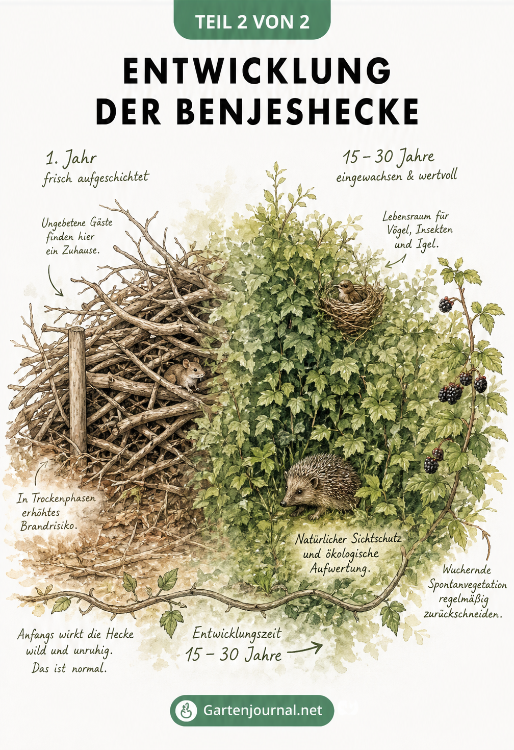 Aquarell-Illustration der Entwicklung einer Benjeshecke vom frisch aufgeschichteten Totholz bis zur dicht bewachsenen Hecke nach 30 Jahren