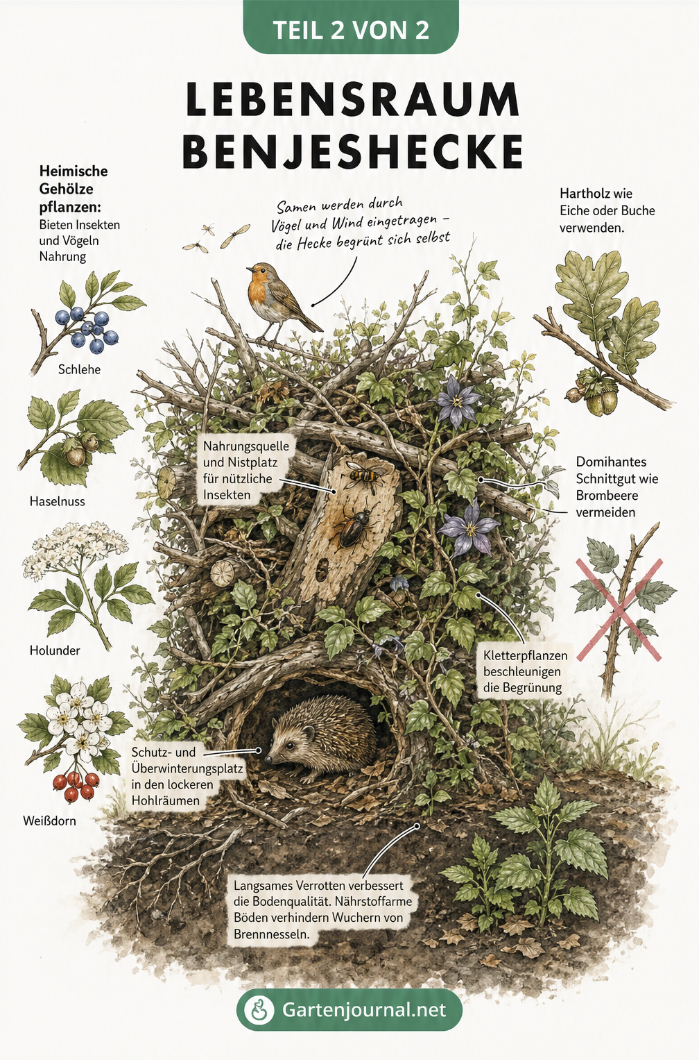 Illustration einer eingewachsenen Benjeshecke mit Igel, Singvogel, Wildbienen und heimischen Pflanzen