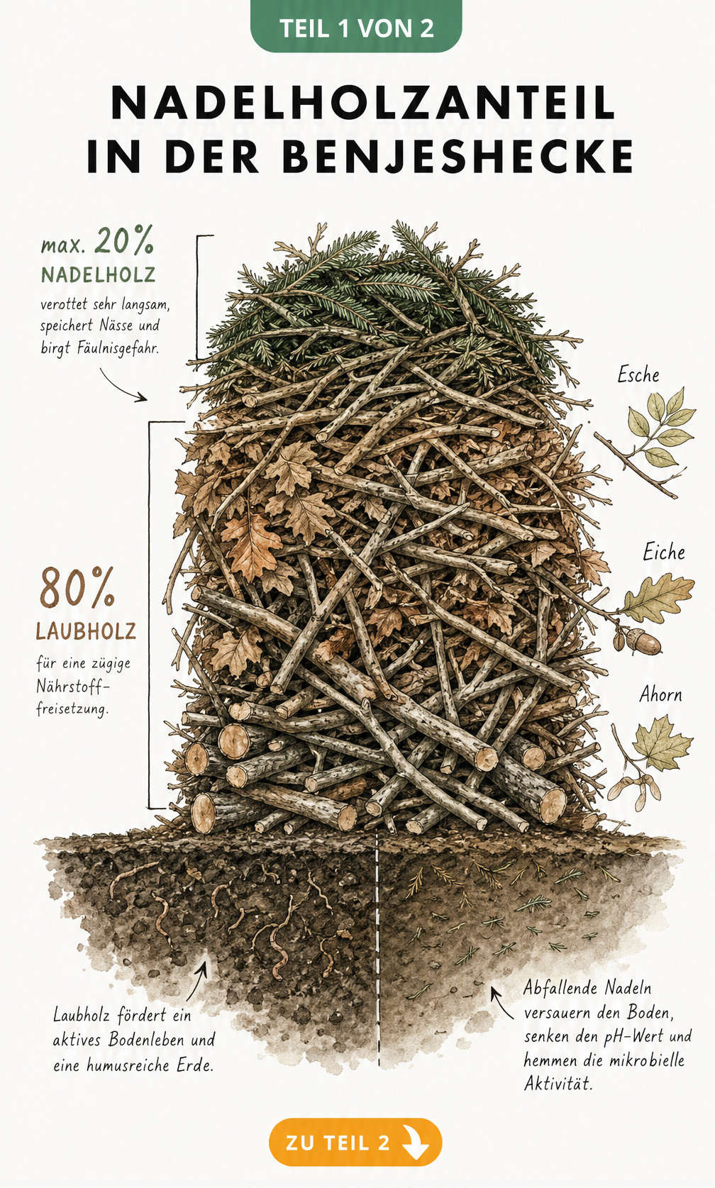Querschnitt einer Benjeshecke mit 80 Prozent Laubholz und 20 Prozent Nadelholz