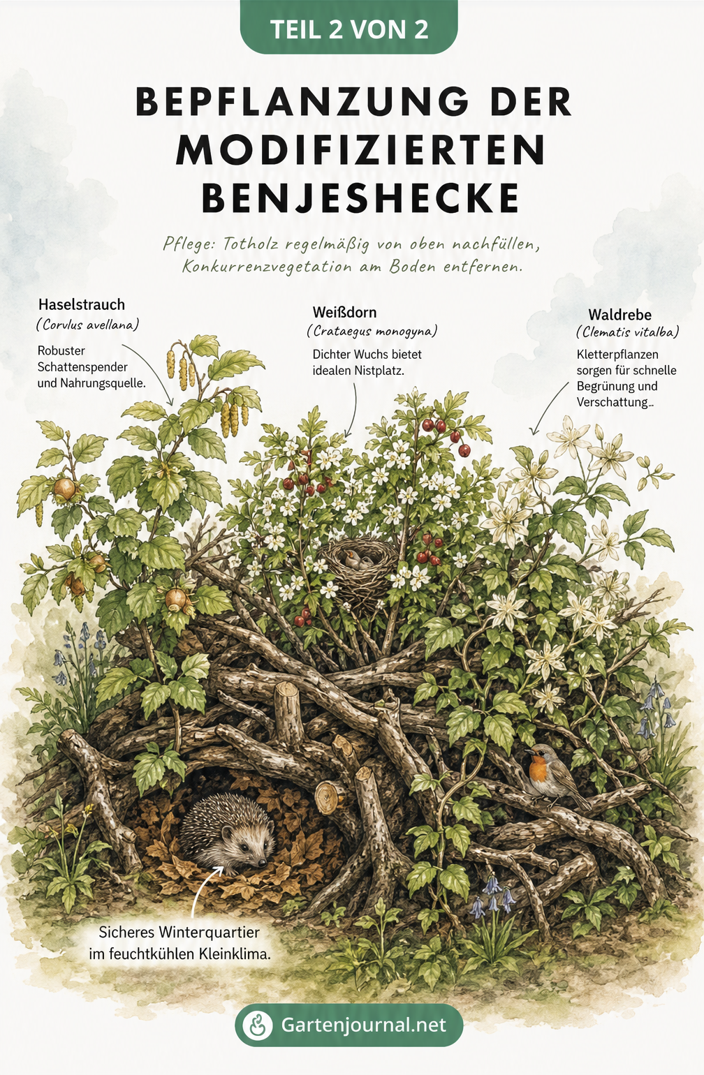 Querschnitt einer eingewachsenen modifizierten Benjeshecke mit Haselstrauch, Weißdorn, Waldrebe und einem Igel im Totholz