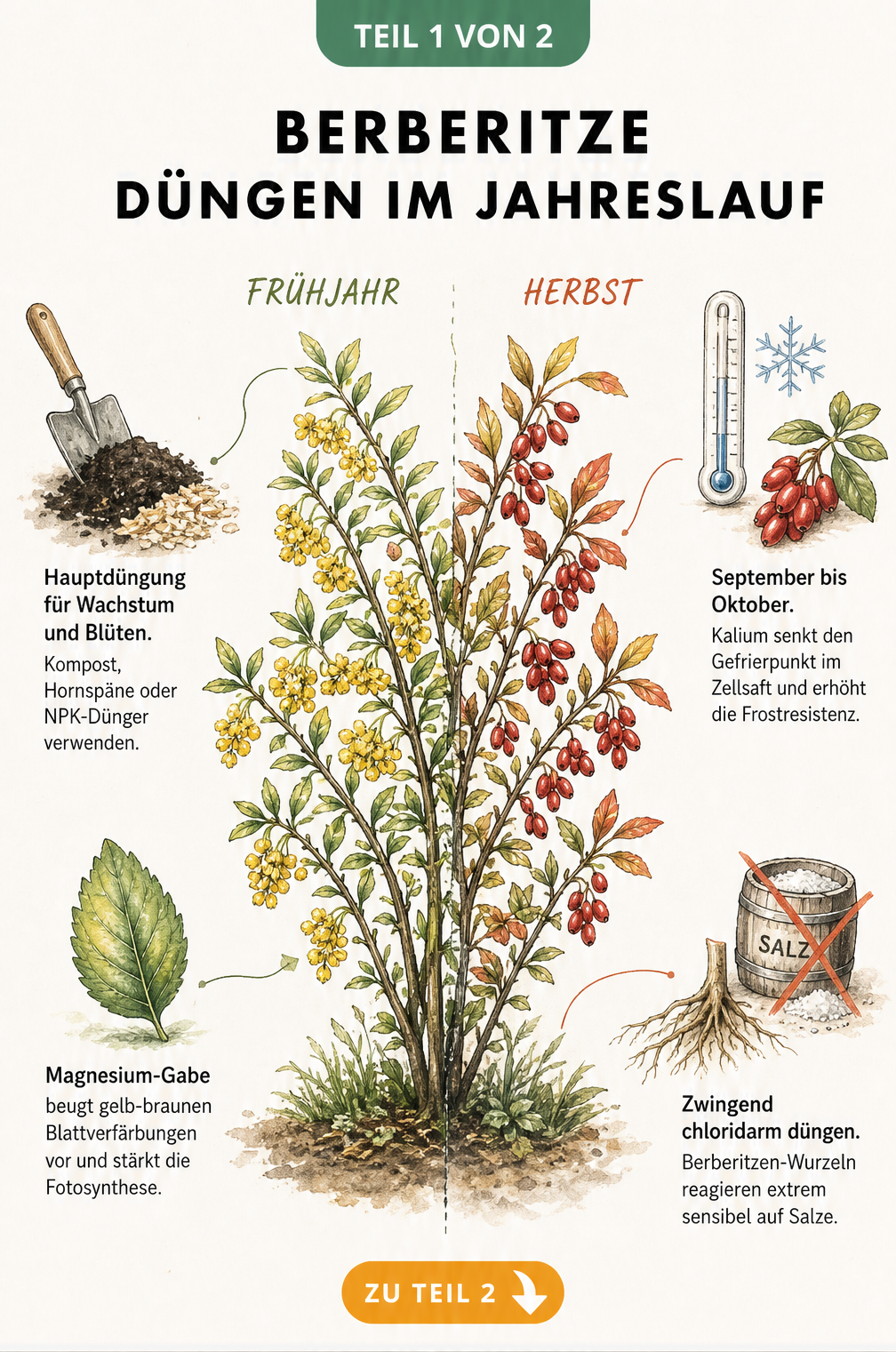 Jahresuhr zur Düngung von Berberitzen im Frühjahr und Herbst mit Schaufel, Blatt, Thermometer und Wurzel