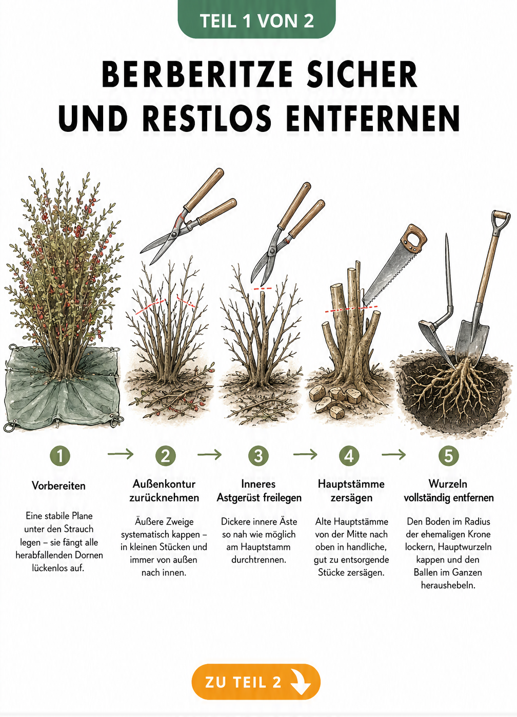 Illustration der fünf Schritte zum Entfernen einer Berberitze: vom Rückschnitt der Zweige bis zum Ausgraben der Wurzeln.