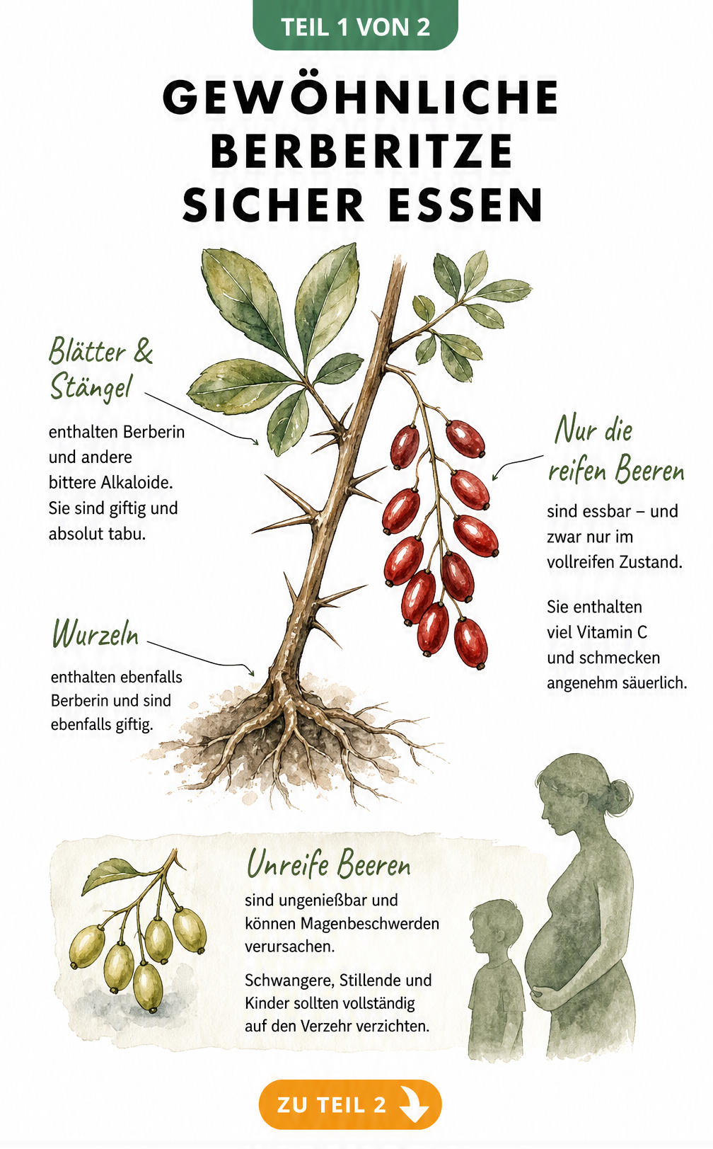Botanische Illustration der Gewöhnlichen Berberitze mit essbaren roten Beeren und giftigen Blättern