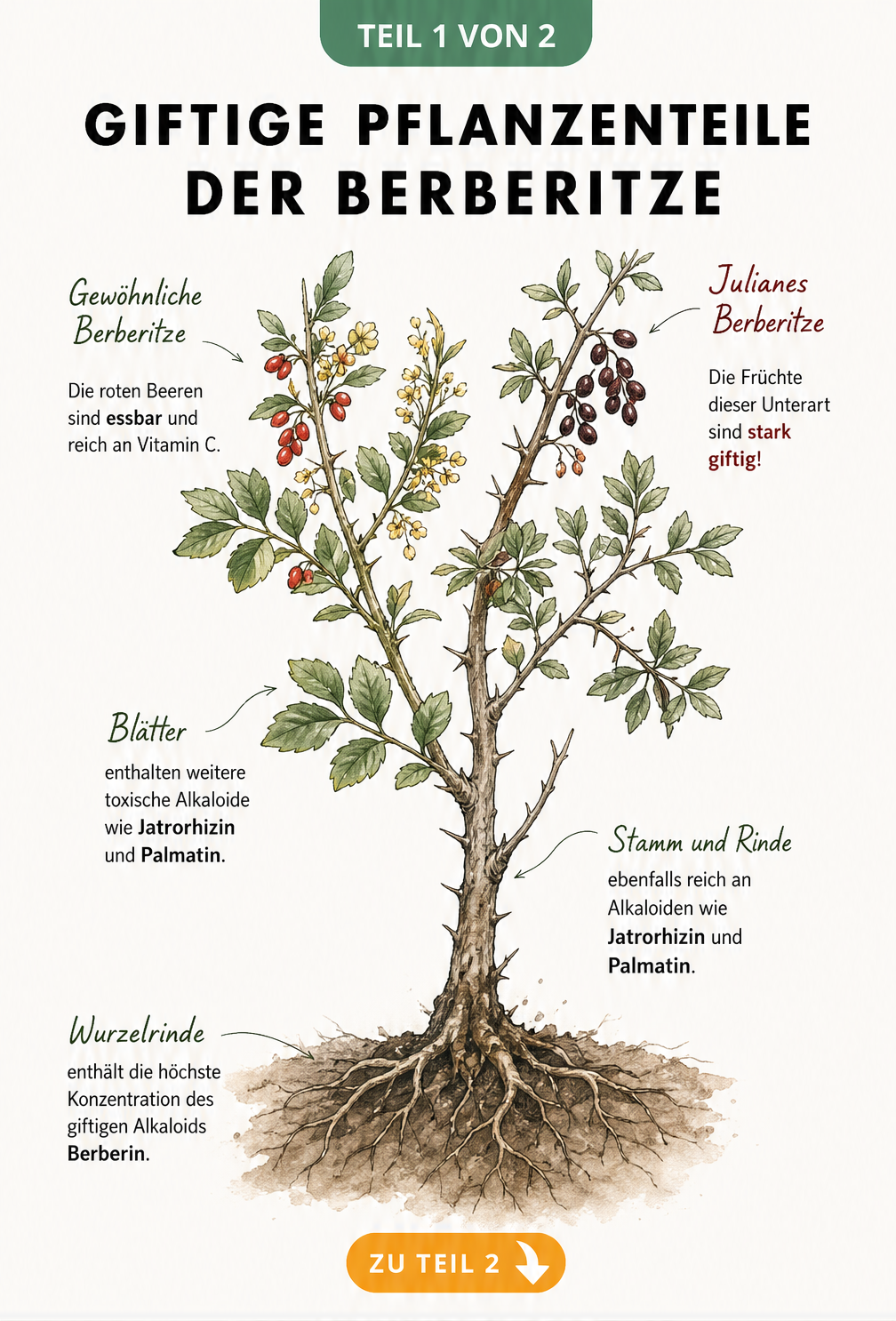 Botanische Illustration einer Berberitze mit Markierungen der giftigen Pflanzenteile und Alkaloide wie Berberin in der Wurzelrinde.