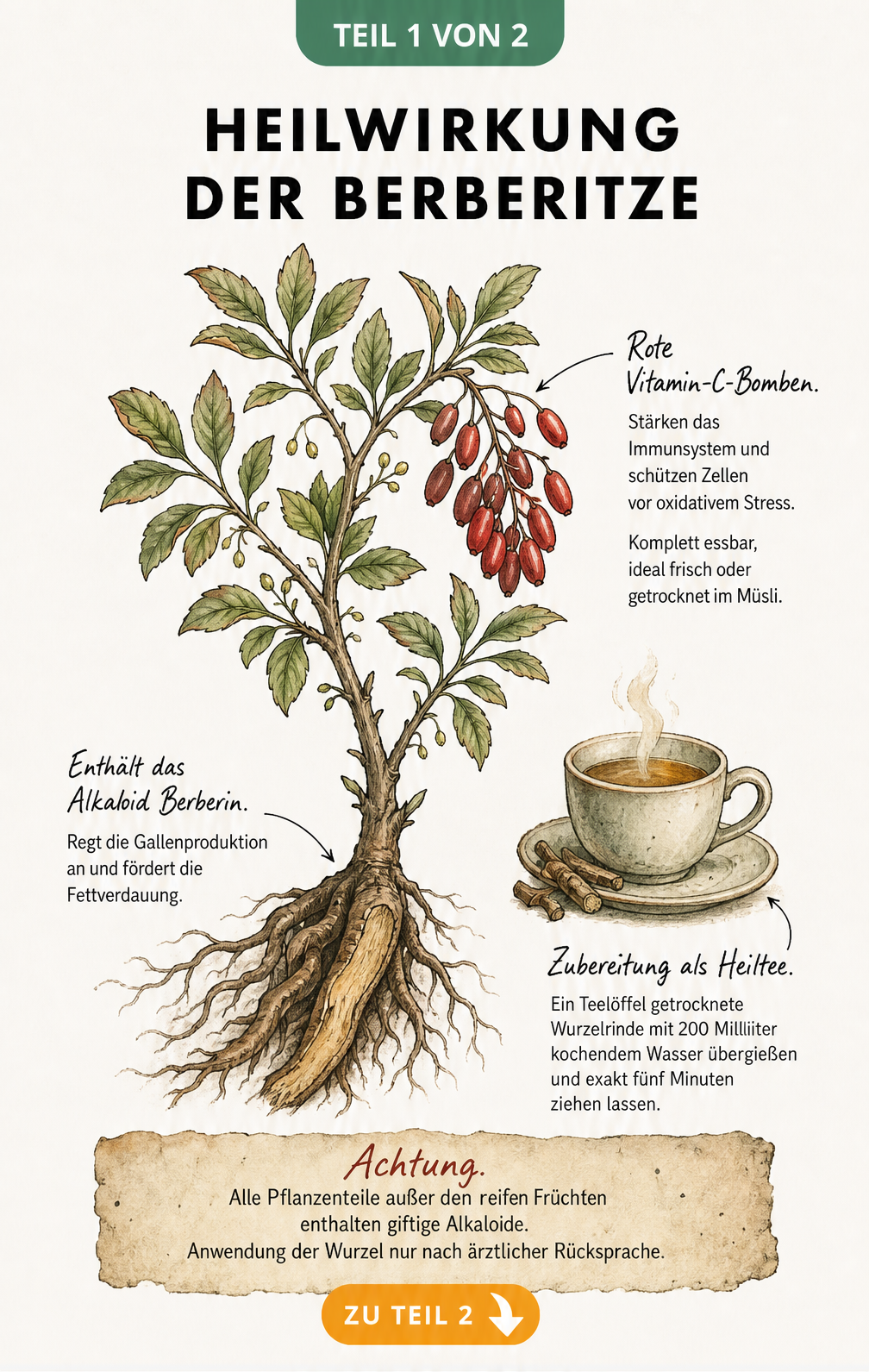 Botanische Illustration der Berberitze mit roten Beeren und Wurzelwerk, die ihre Heilwirkung und Zubereitung als Tee zeigt.