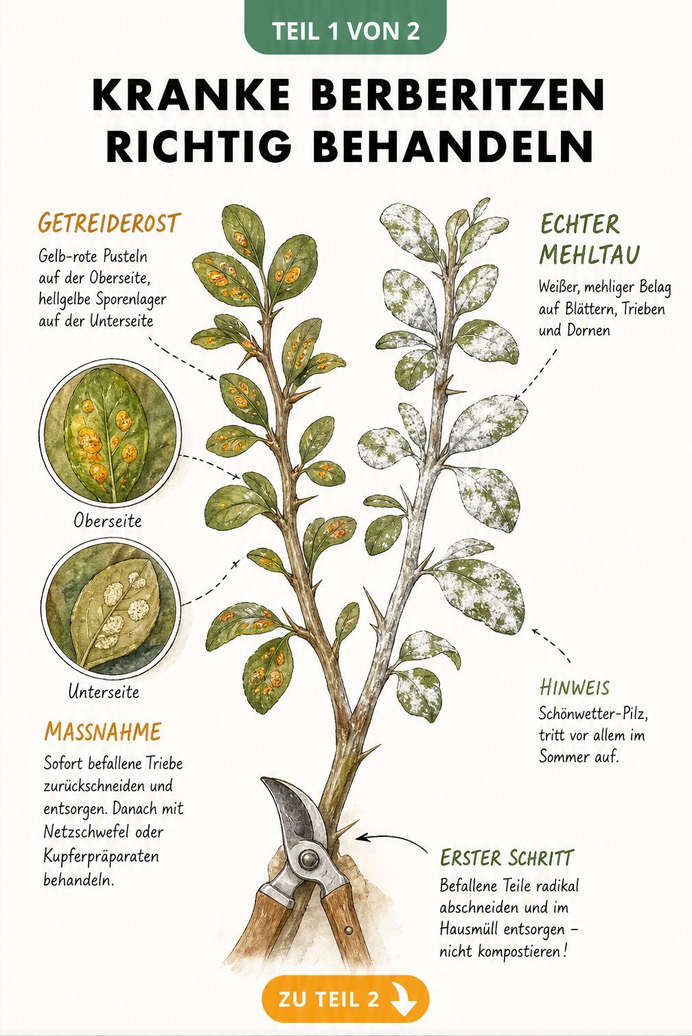 Illustration eines Berberitzenzweigs mit Symptomen von Getreiderost und Echtem Mehltau sowie Hinweisen zum Rückschnitt