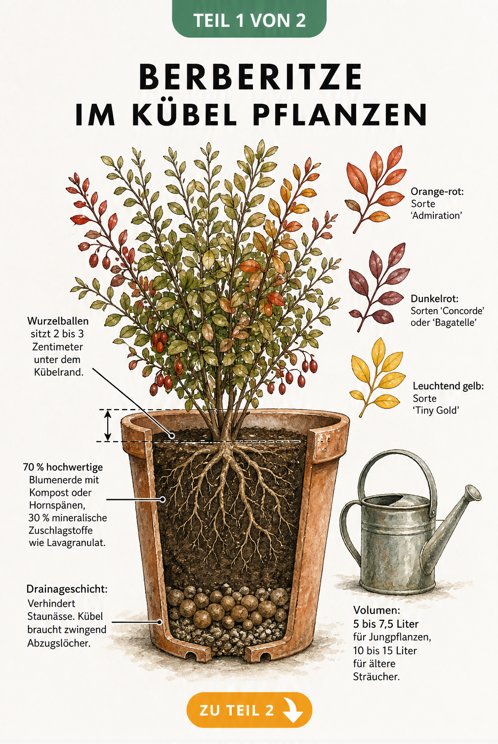 Querschnitt eines bepflanzten Terrakotta-Kübels mit Berberitze, der den Schichtaufbau aus Drainageschicht, Blumenerde und Lavagranulat zeigt.