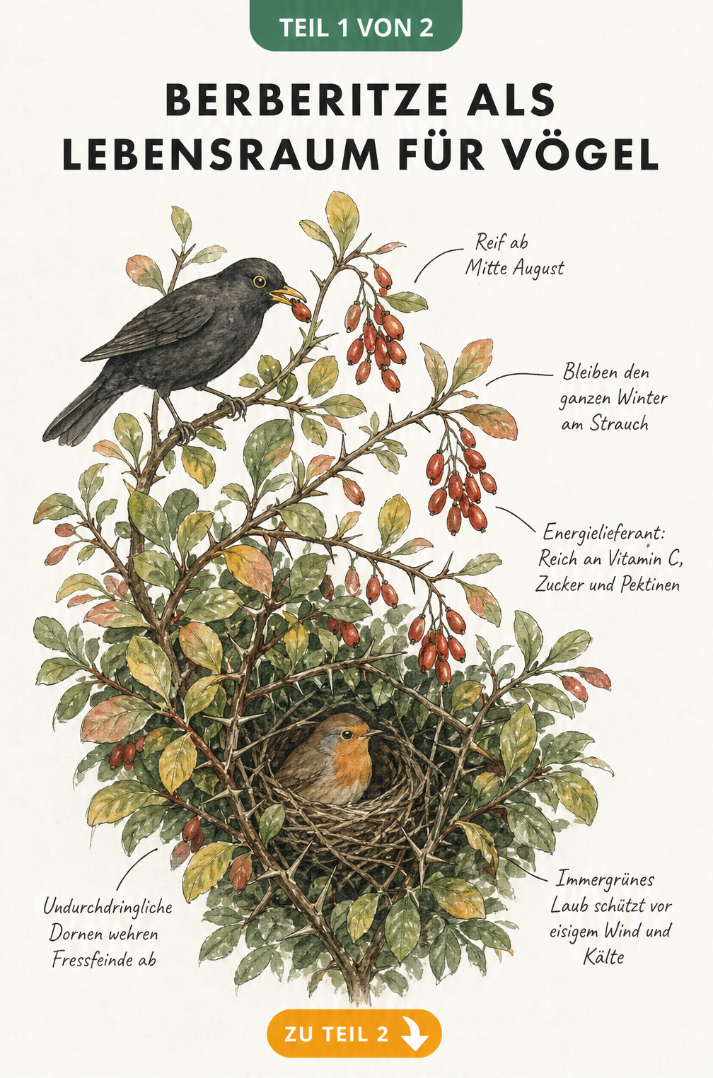 Botanische Illustration eines Berberitzenzweigs mit Amsel und Rotkehlchennest, die Nahrungsquelle und Schutzraum zeigt