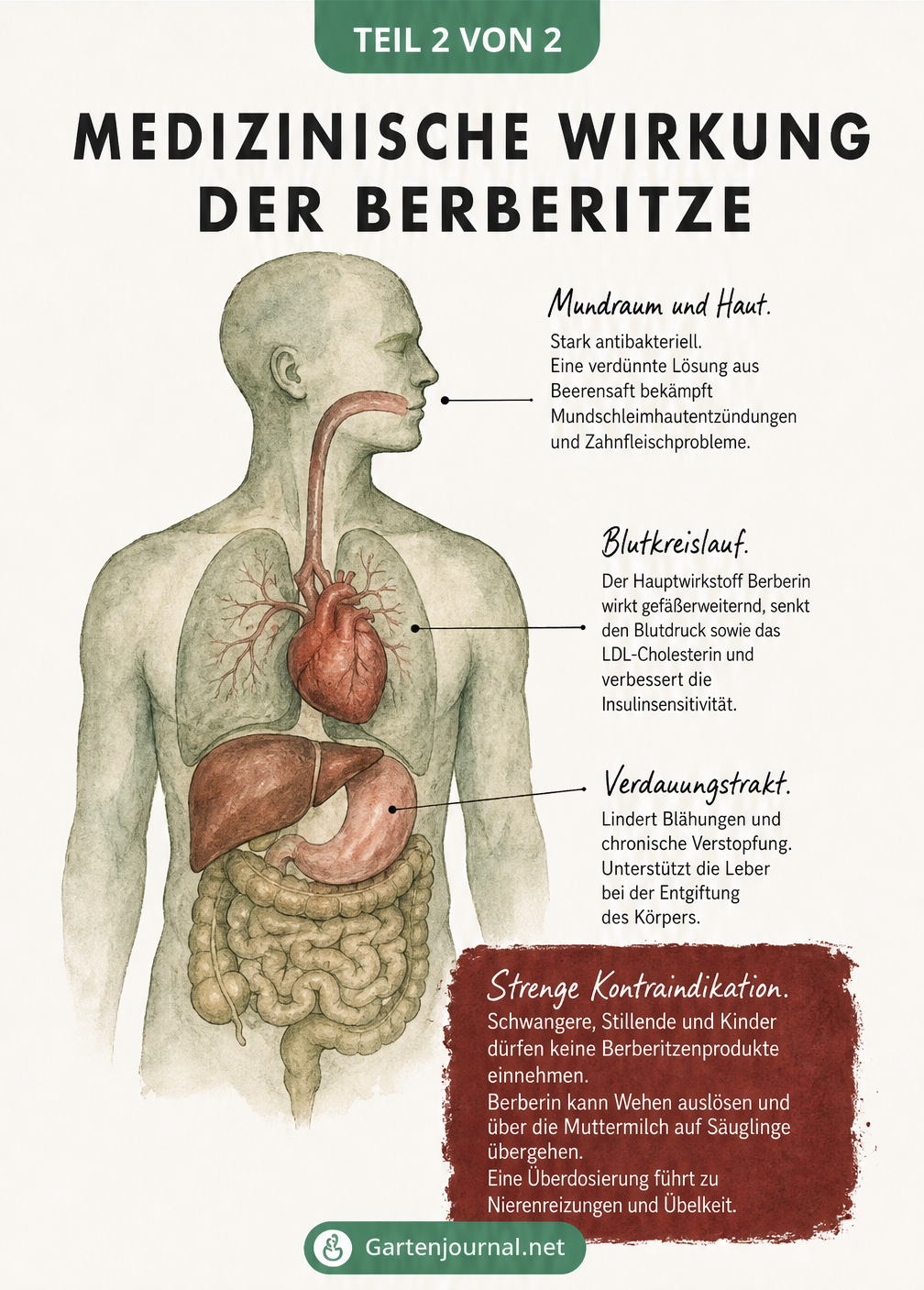 Illustration eines menschlichen Torsos, die die medizinische Wirkung der Berberitze auf Blutkreislauf, Verdauung und Mundraum erklärt.
