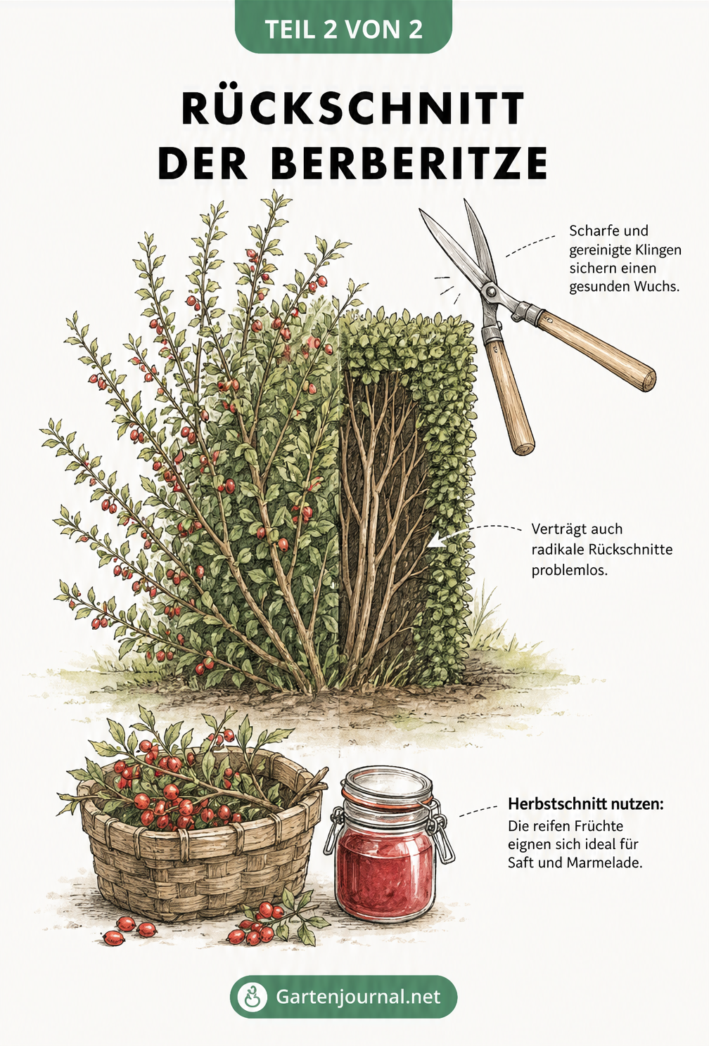Skizze eines Berberitzenstrauchs, der links wild wächst und rechts als dichte Hecke geschnitten ist, mit Hinweisen zum Rückschnitt und zur Beerenernte.