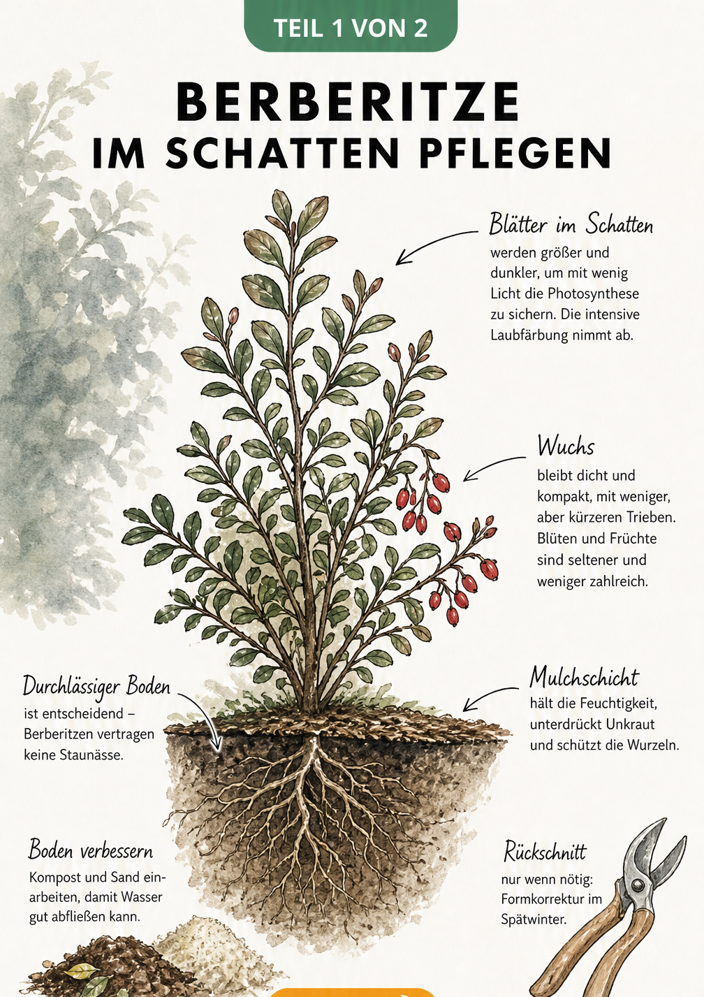 Querschnitt einer Berberitze im Schatten mit Wurzeln, Blättern und Hinweisen zur Pflege