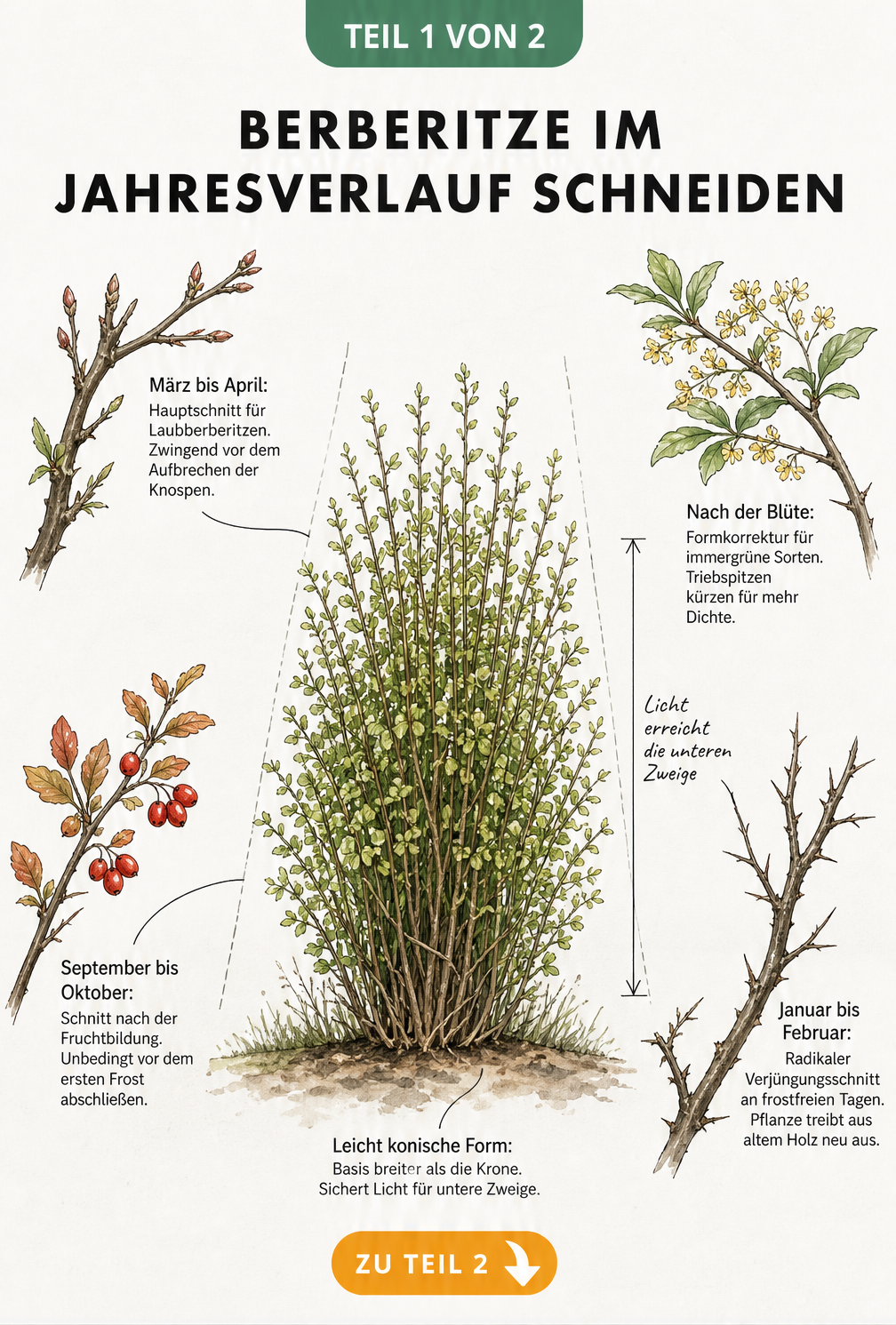 Botanische Skizze einer Berberitzenhecke mit vier Zweigen, die den Schnitt im Frühling, Sommer, Herbst und Winter zeigen.