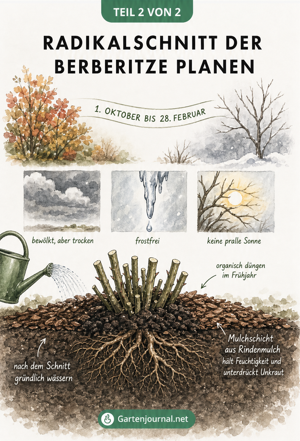 Illustration der idealen Bedingungen für den Berberitzen-Schnitt im Winter und der anschließenden Pflege