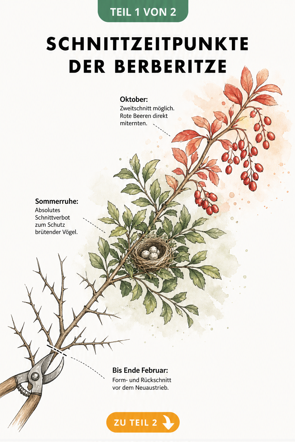 Illustration eines Berberitzenzweigs, der die Schnittzeitpunkte im Jahresverlauf zeigt: Frühjahr, Sommerruhe und Herbst.