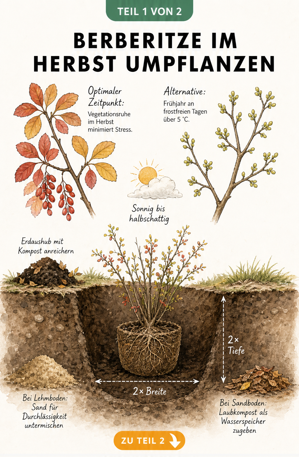 Illustration einer Berberitze im Herbst und Frühjahr sowie eine Schnittzeichnung des Pflanzlochs mit Bodenaufbereitung