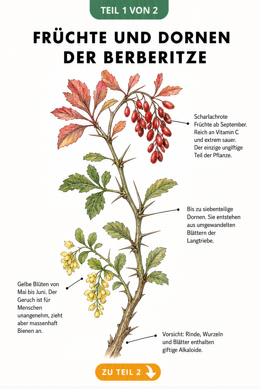 Botanische Illustration eines Berberitzen-Zweigs mit gelben Blüten, grünen Blättern, Dornen und roten Beeren
