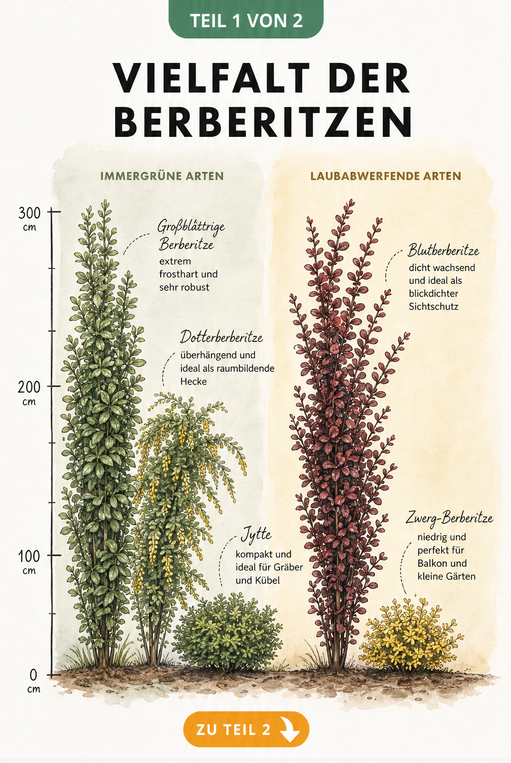 Wuchsskala verschiedener Berberitzen-Arten, unterteilt in immergrüne und laubabwerfende Sorten mit Höhenangaben.