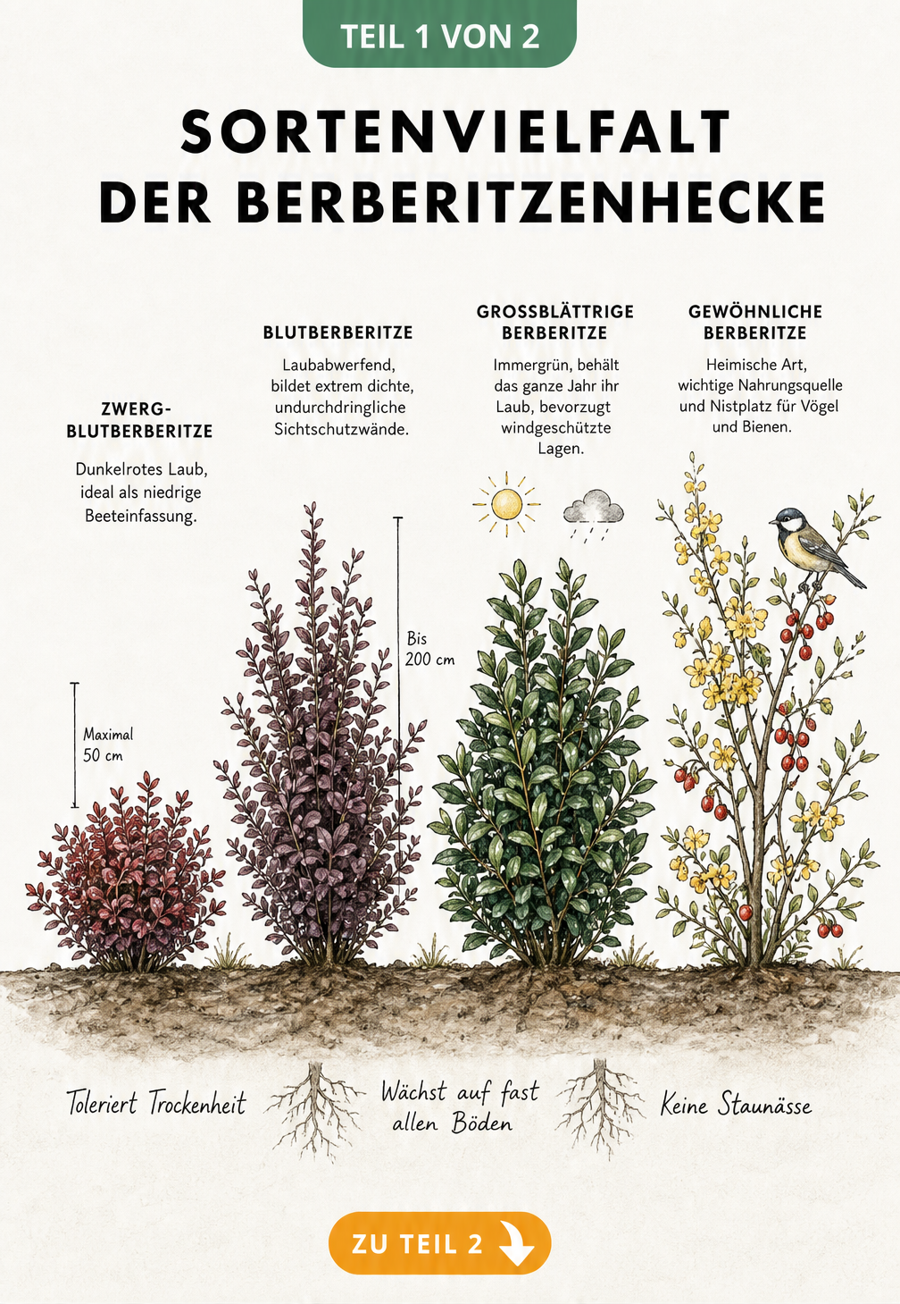 Illustration von vier Berberitzen-Sorten: Zwerg-Blutberberitze, Blutberberitze, Großblättrige Berberitze und Gewöhnliche Berberitze mit Wuchshöhen und...