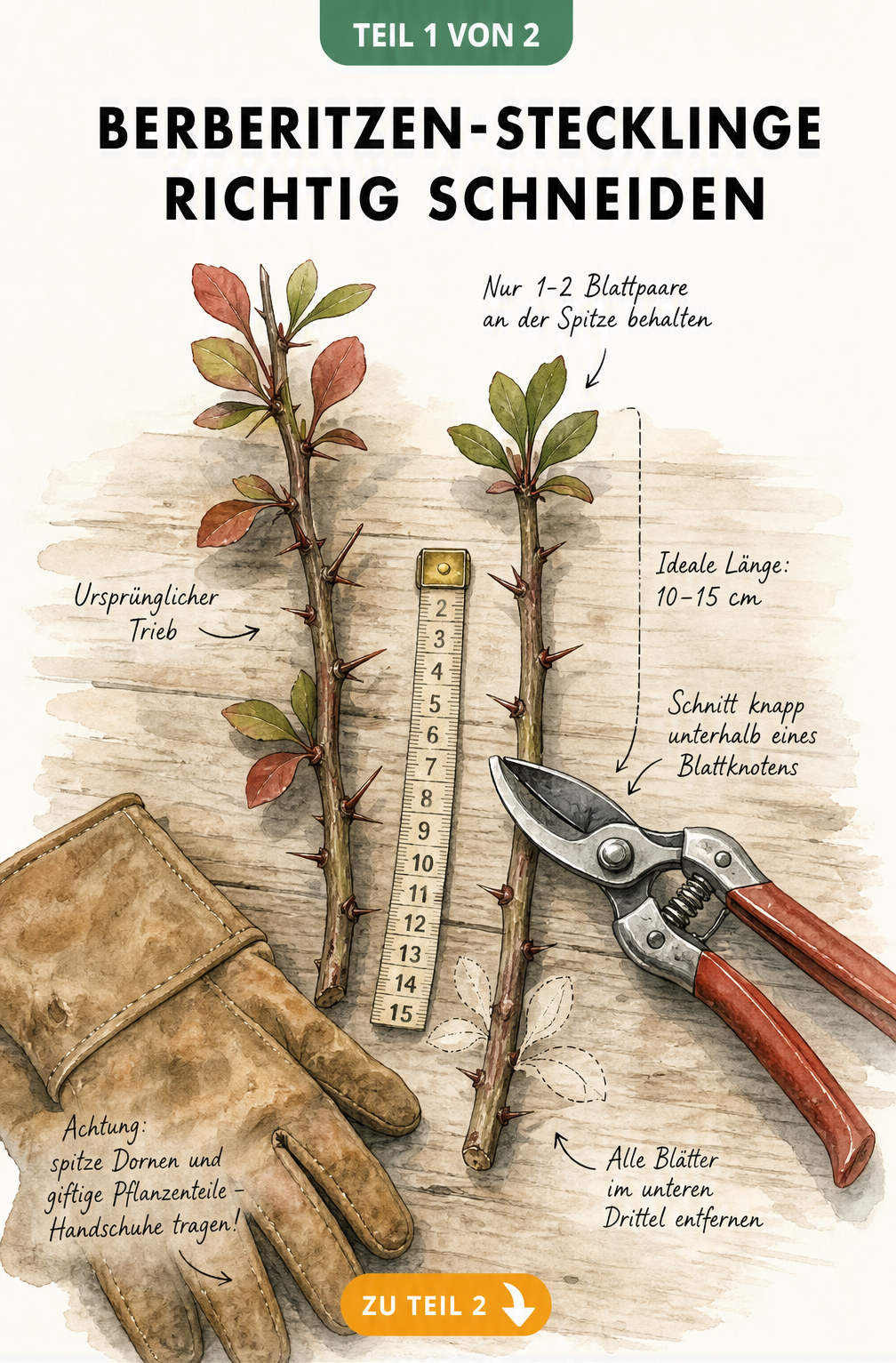 Illustration eines Berberitzenzweigs auf einem Holztisch, der in einen Steckling geschnitten wird, mit Maßband und Gartenschere.