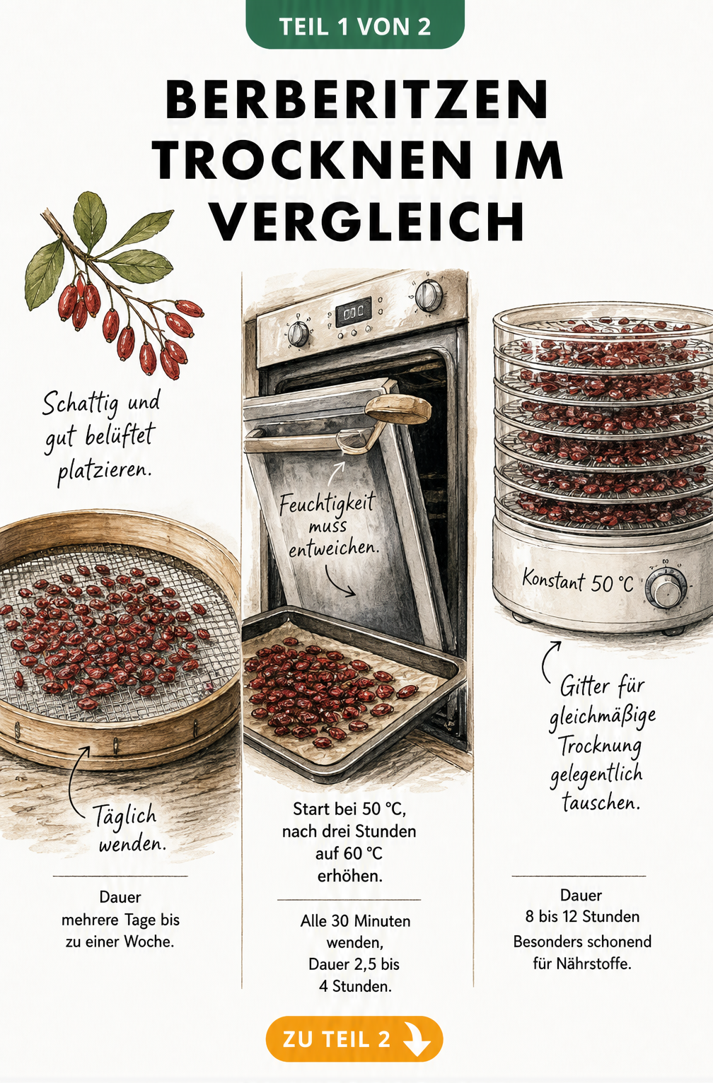 Illustration der drei Methoden zum Trocknen von Berberitzen: Lufttrocknung, Backofen und Dörrautomat