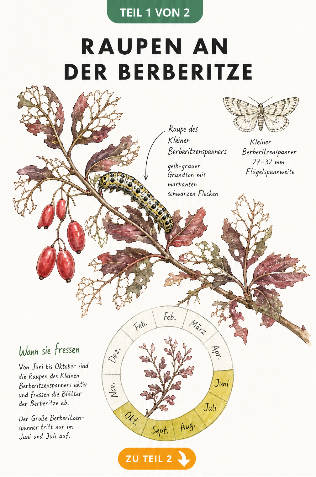 Botanische Illustration eines Berberitzenzweigs mit Fraßschäden und der Raupe des Berberitzenspanners sowie einem Jahreskalender